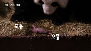 [비디오머그] 갓 태어난 쌍둥이 자이언트 판다&hellip;출산 장면 공개