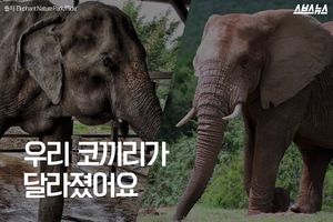 자장가 들으며 낮잠까지&hellip;우리 코끼리가 달라졌어요