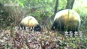 [비디오머그] 숲 속에 나타난 귀여운 판다&hellip;야생에서 첫 포착