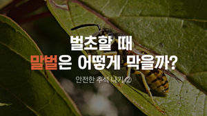 [안전한 추석 나기②] 벌초 가기 전 확인하세요&hellip;'말벌 피하는 법'