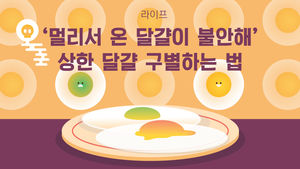 [라이프] '멀리서 온 달걀이 불안해'…상한 달걀 구별하는 법