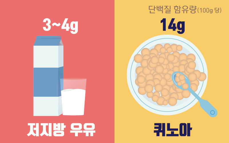 저지방 우유(2%) 100g에 3~4g의 단백질이 들어있을 때, 퀴노아에는 4배가 넘는 14g의 단백질이 들어있습니다.