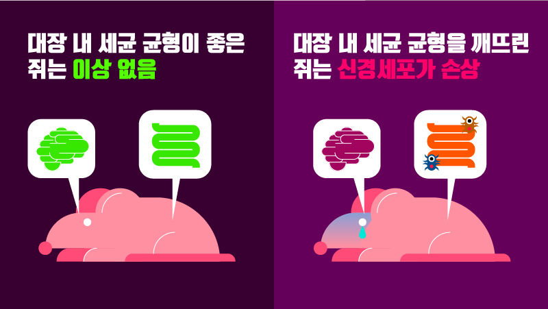 쥐 실험 설명 그래픽