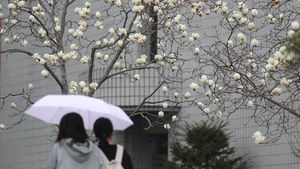 [취재파일] 봄비에 젖는 주말&hellip;건조함을 달래줘요