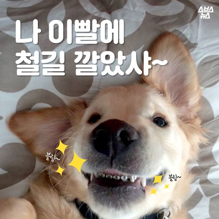 메인이미지  1 : 나 이빨에 철길 깔았샤∼