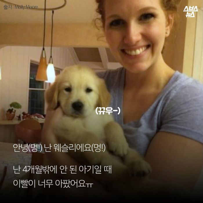 메인이미지  2 : 안녕(멍!) 난 웨슬리에요(멍!)

난 4개월밖에 안 된 아기일 때
이빨이 너무 아팠어요ㅠ