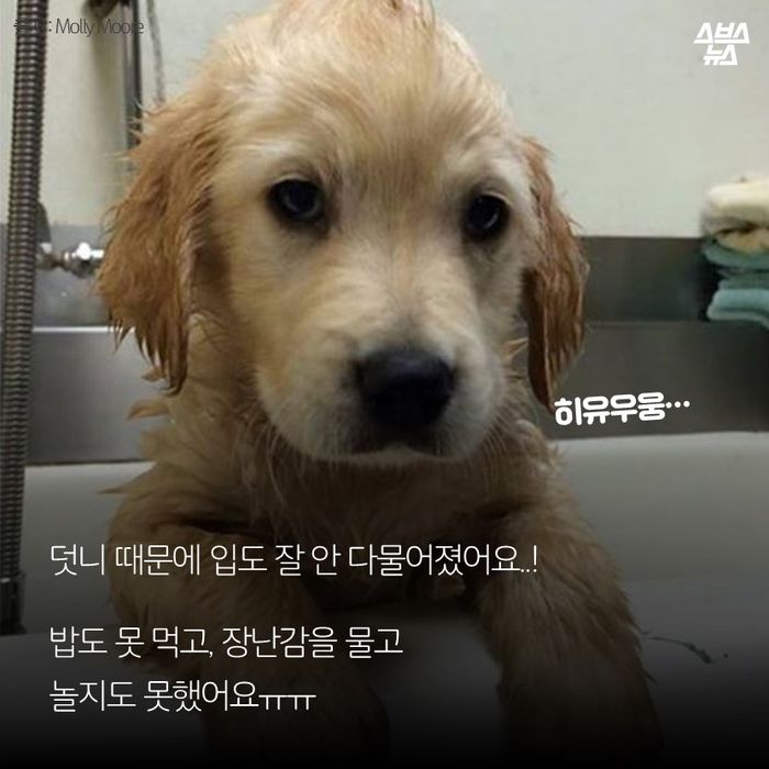 메인이미지  3 : 덧니 때문에 입도 잘 안 다물어졌어요..!

밥도 못 먹고, 장난감을 물고 
놀지도 못했어요ㅠㅠ