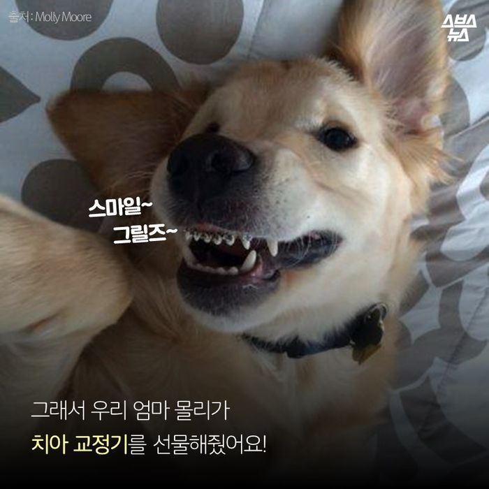 메인이미지  4 : 그래서 우리 엄마 몰리가 
치아 교정기를 선물해줬어요!