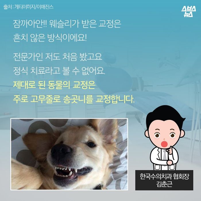 메인이미지  6 : 잠까아안!! 웨슬리가 받은 교정은 
흔치 않은 방식이에요!

전문가인 저도 처음 봤고요
정식 치료라고 볼 수 없어요.
제대로 된 동물의 교정은 
주로 고무줄로 송곳니를 교정합니다.