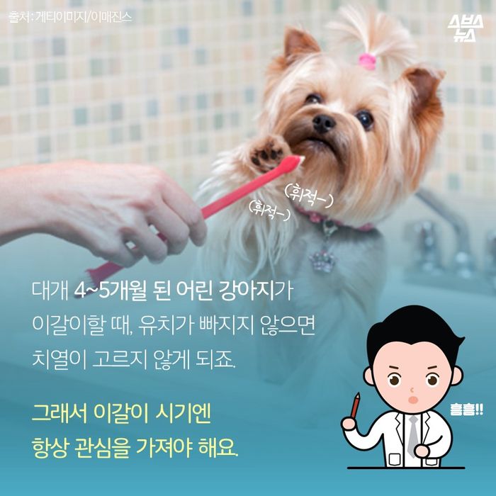 메인이미지  8 : 대개 4∼5개월 된 어린 강아지가
이갈이할 때, 유치가 빠지지 않으면
치열이 고르지 않게 되죠.

그래서 이갈이 시기엔
항상 관심을 가져야 해요. 