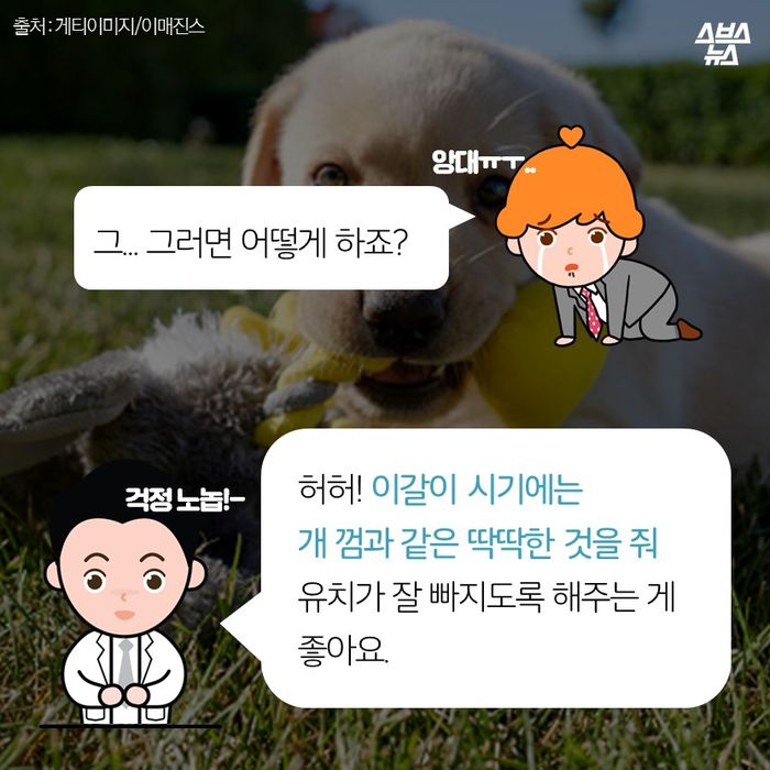 메인이미지  10 : 그... 그러면 어떻게 하죠?

허허! 이갈이 시기에는
개 껌과 같은 딱딱한 것을 줘
유치가 잘 빠지도록 해주는 게 좋아요.