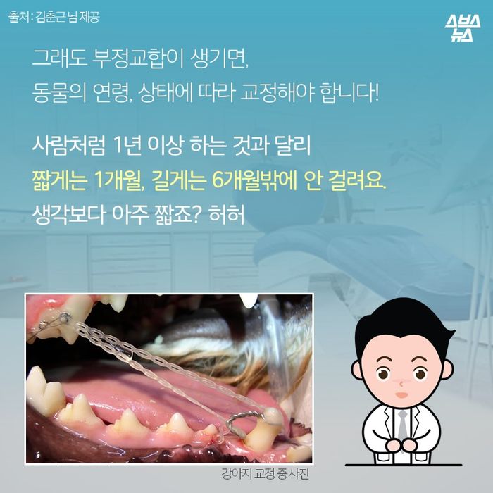 메인이미지  11 : 그래도 부정교합이 생기면, 
동물의 연령, 상태에 따라 교정해야 합니다!

사람처럼 1년 이상 하는 것과 달리
짧게는 1개월, 길게는 6개월밖에 안 걸려요.
생각보다 아주 짧죠? 허허