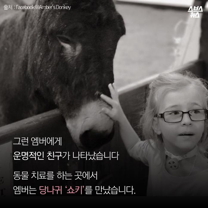 메인이미지  6 : 그런 엠버에게 
운명적인 친구가 나타났습니다 

동물 치료를 하는 곳에서
엠버는 당나귀 ‘쇼키’를 만났습니다. 