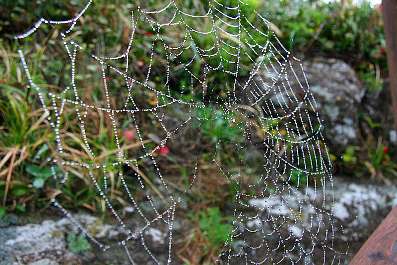 아침 이슬 머금은 거미줄이 생경하다.