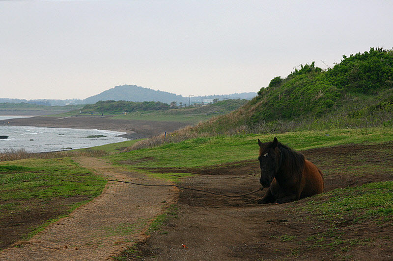  말 팔자가 상팔자다.