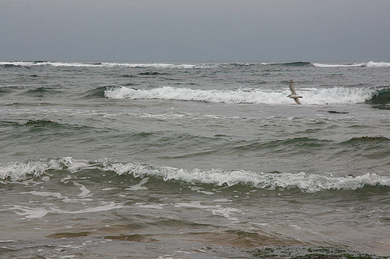 바다에는 파도가 일고, 갈매기는 저 홀로 한가롭다.