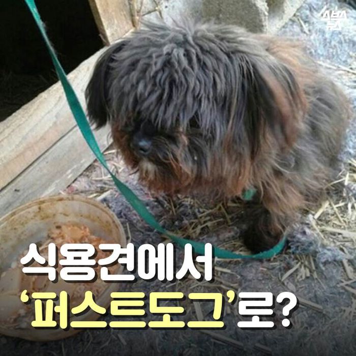 메인이미지  1 : 식용견에서 퍼스트도그로?