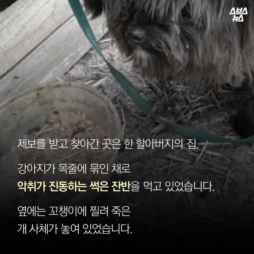 섬네일이미지  3:제보를 받고 찾아간 곳은 한 할아버지의 집.
강아지가 목줄에 묶인 채로 악취가 진동하는 썩은 잔반을 먹고 있었습니다.
옆에는 꼬챙이에 찔려 죽은 개 사체가 놓여 있었습니다.
