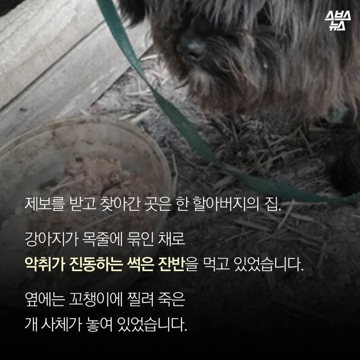 메인이미지  3 : 제보를 받고 찾아간 곳은 한 할아버지의 집.
강아지가 목줄에 묶인 채로 악취가 진동하는 썩은 잔반을 먹고 있었습니다.
옆에는 꼬챙이에 찔려 죽은 개 사체가 놓여 있었습니다.
