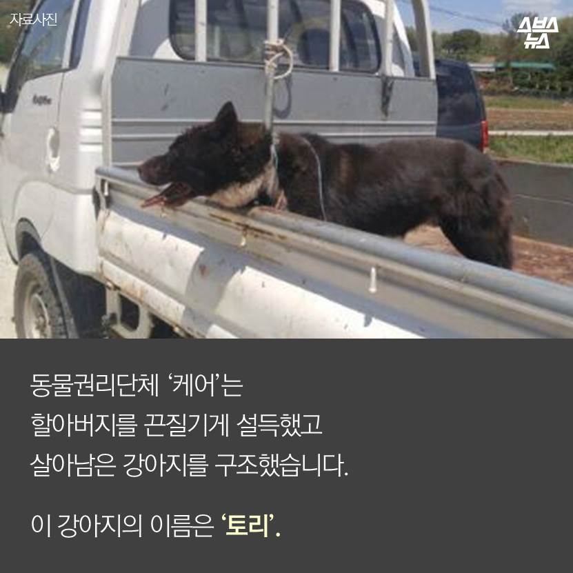 섬네일이미지  4:동물권리단체 ‘케어’는 할아버지를 끈질기게 설득했고 살아남은 강아지를 구조했습니다.
이 강아지의 이름은 ‘토리’.
