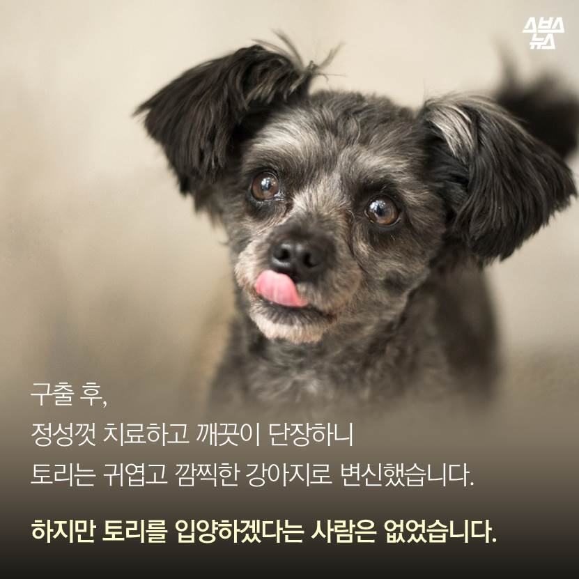 섬네일이미지  5:구출 후, 정성껏 치료하고 깨끗이 단장하니 토리는 귀엽고 깜찍한 강아지로 변신했습니다.
하지만 토리를 입양하겠다는 사람은 없었습니다.
