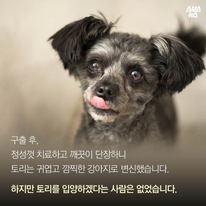 메인이미지  5 : 구출 후, 정성껏 치료하고 깨끗이 단장하니 토리는 귀엽고 깜찍한 강아지로 변신했습니다.
하지만 토리를 입양하겠다는 사람은 없었습니다.
