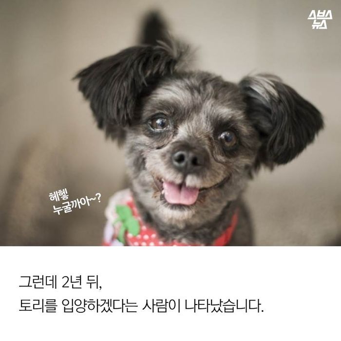 메인이미지  6 : 그런데 2년 뒤, 토리를 입양하겠다는 사람이 나타났습니다.