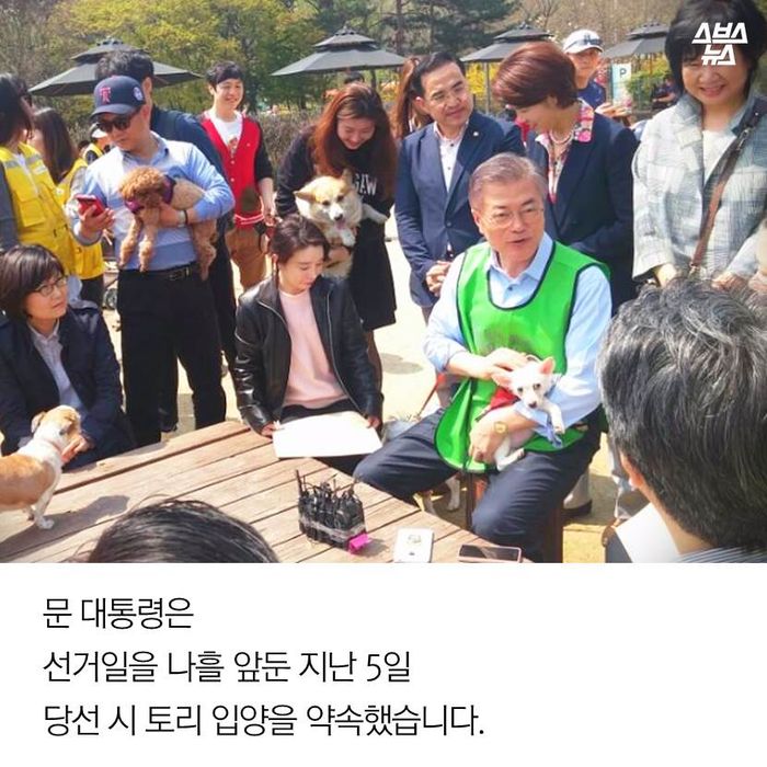 메인이미지  8 : 문 대통령은 선거일을 나흘 앞둔 지난 5일 당선 시 토리 입양을 약속했습니다.