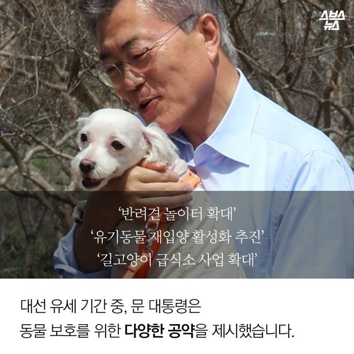 메인이미지  12 : ‘반려견 놀이터 확대’
‘유기동물 재입양 활성화 추진’
‘길고양이 급식소 사업 확대’
대선 유세 기간 중, 문 대통령은 동물 보호를 위한 다양한 공약을 제시했습니다.
