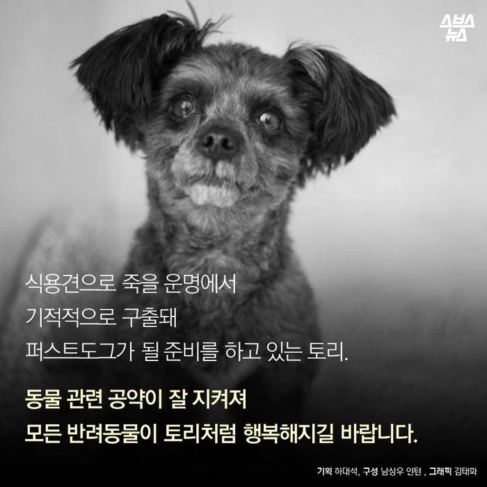 메인이미지  13 : 식용견으로 죽을 운명에서 기적적으로 구출돼 퍼스트 도그가 될 준비를 하고 있는 토리.
동물 관련 공약이 잘 지켜져 모든 반려동물이 토리처럼 행복해지길 바랍니다.
