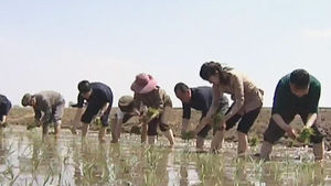 [지금 북한은] 이달부터 모내기 시작…미사일 개발과는 무관
