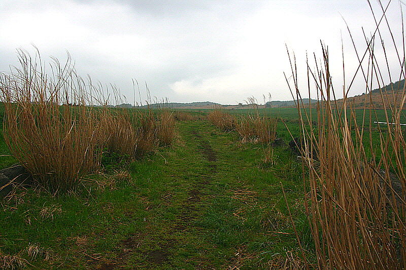 유채꽃 프라자 가는 길