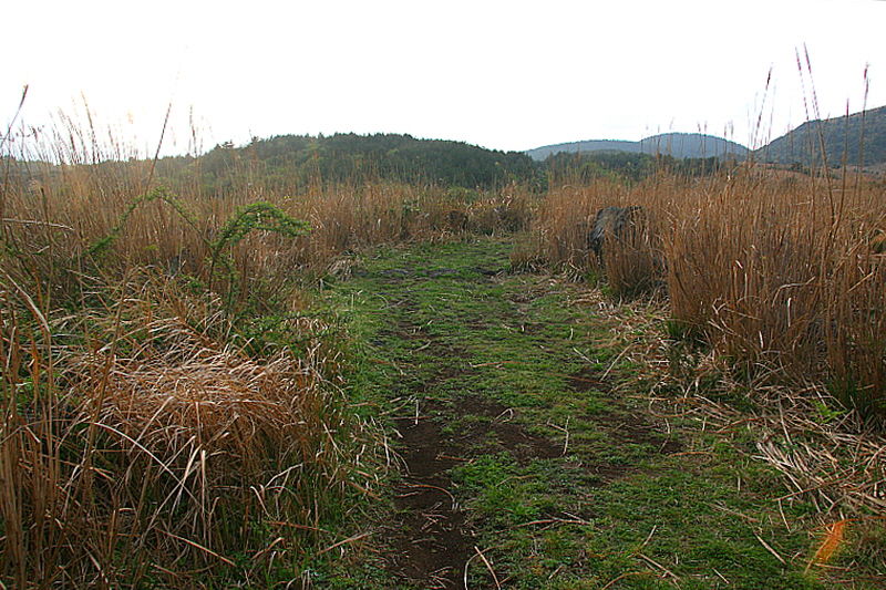 억새들은 차마 길을 침범하지 못한다.