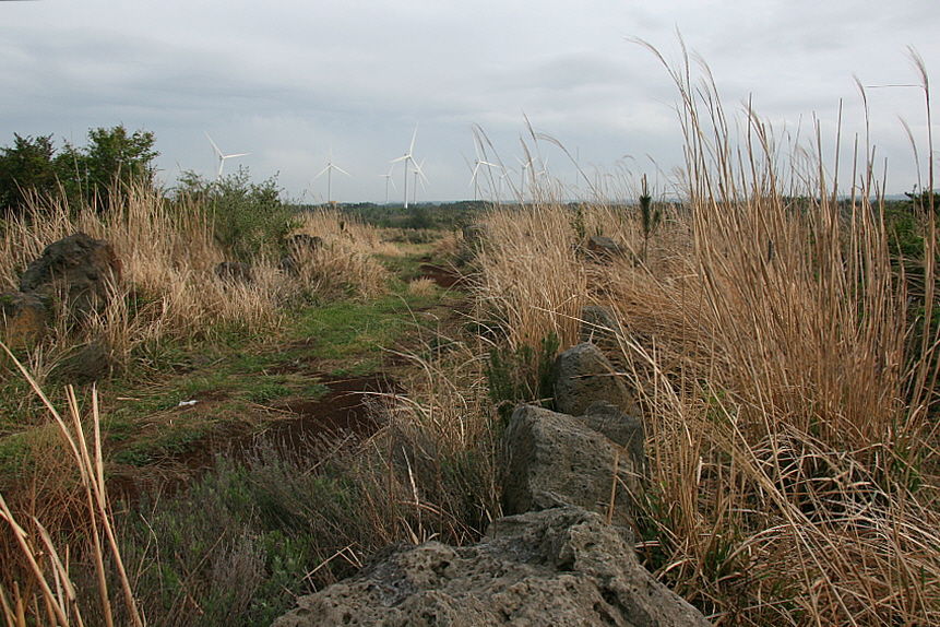 쫄븐갑마장길 36