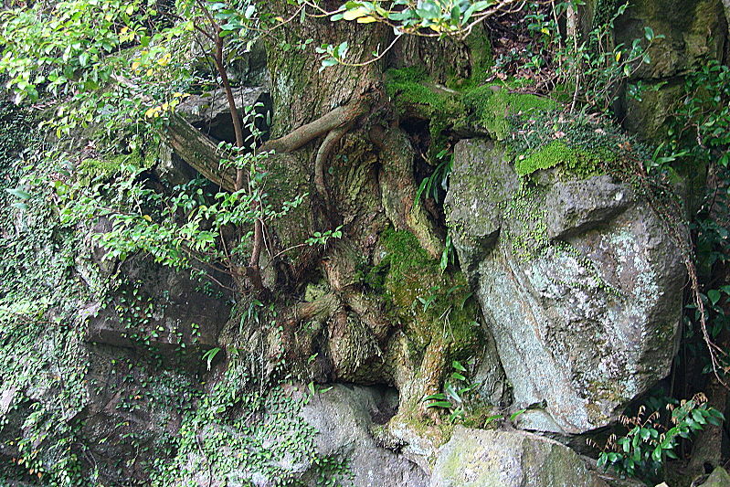 바위를 뚫고 바위 위에서 그들은 산다.