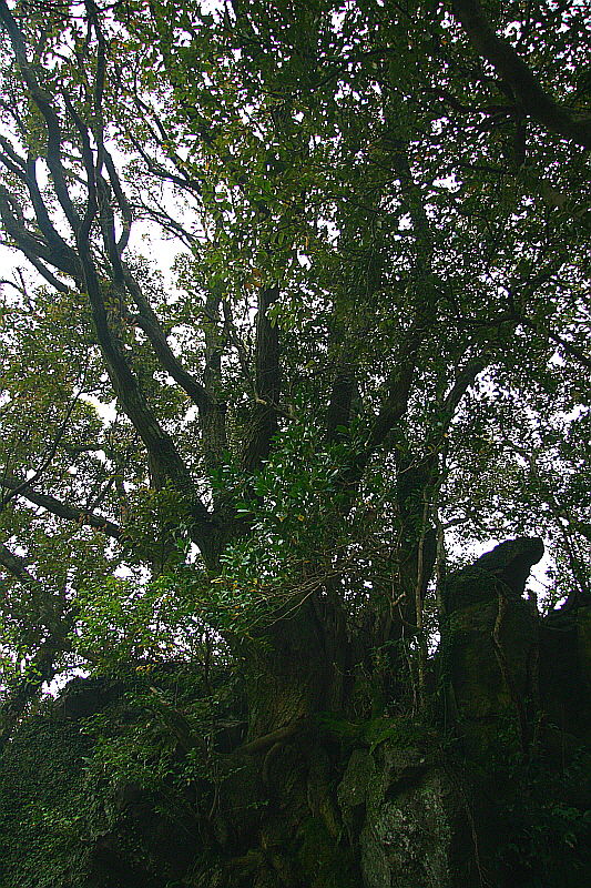 바위 위에 뿌리를 내리고 울창한 숲을 이룬 그들의 엄청난 생명력이 나를 놀라게 한다.