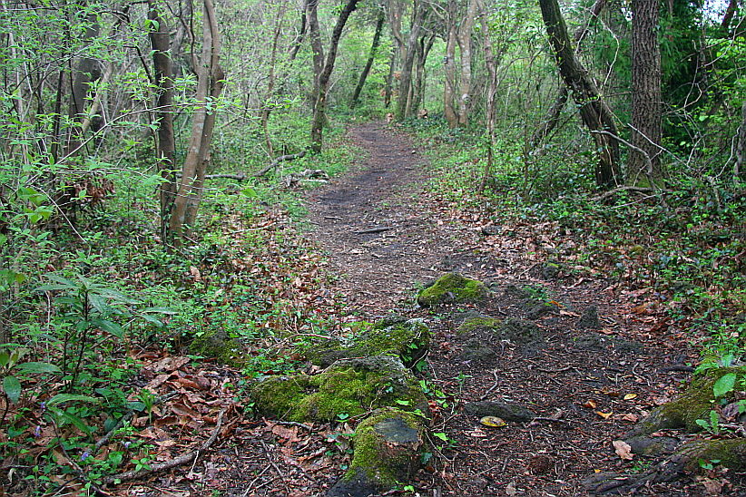 어지러운 나무들 사이로 길이 뻗어있다.
