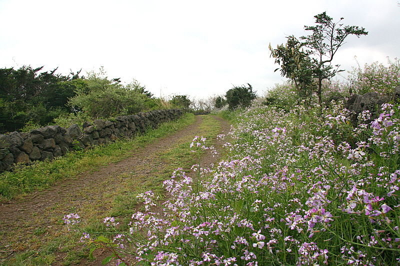 길이 있으니 걷는 것일 뿐 달리 더 무슨 이유가 있을까.