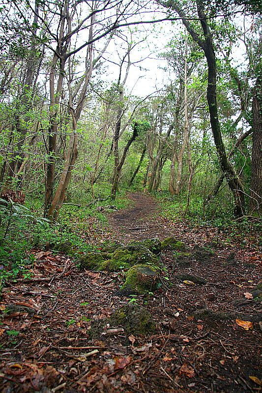 그냥 걸어 보시라.