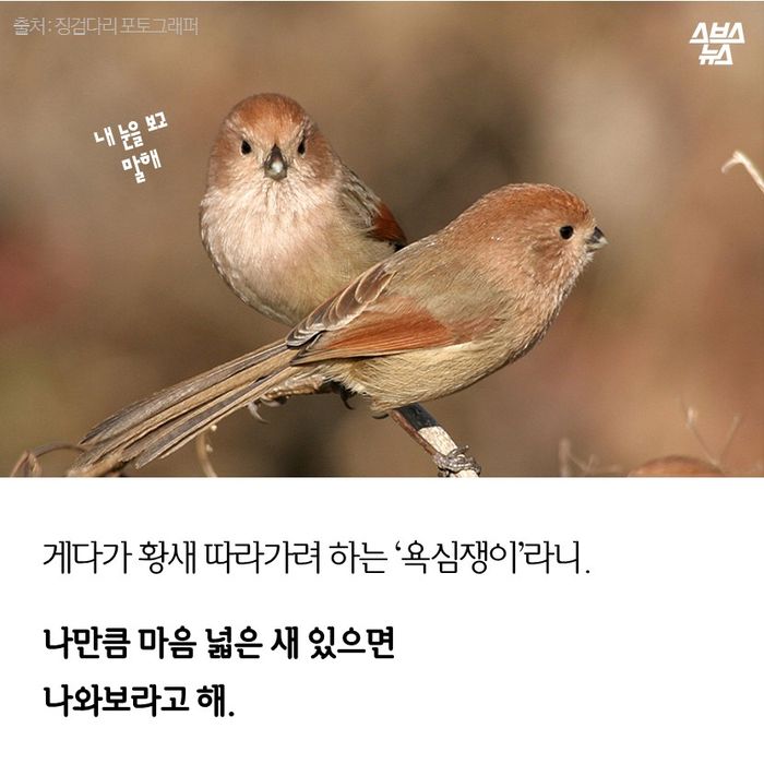 메인이미지  7 : 게다가 욕심쟁이라니.

나만큼 마음 넓은 새 있으면
나와보라고 해.