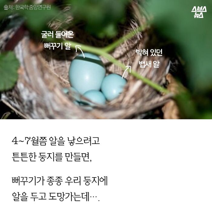 메인이미지  8 : 4∼7월쯤 알을 낳으려고
튼튼한 둥지를 만들면,

뻐꾸기가 종종 우리 둥지에 
알을 두고 도망가는데...
