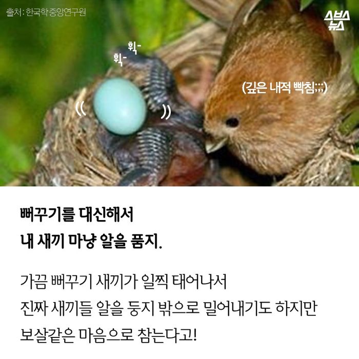 메인이미지  9 : 뻐꾸기를 대신해서
내 새끼 마냥 알을 품지.

가끔 뻐꾸기 새끼가 일찍 태어나서
내 진짜 새끼들 알을 떨어뜨리기도 하지만
보살같은 마음으로 참는다고!