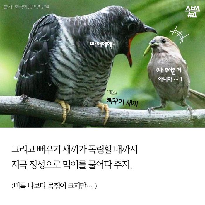 메인이미지  10 : 그리고 뻐꾸기가 독립할 때까지 
지극 정성으로 먹이를 물어다 주지.

(비록 나보다 몸집이 크지만….)