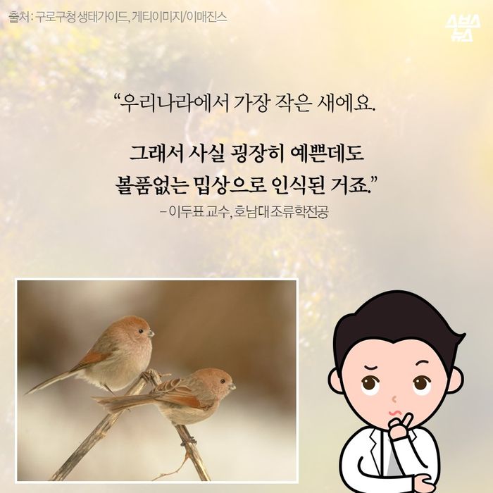 메인이미지  13 : “우리나라에서 가장 작은 새에요.

 그래서 사실 굉장히 예쁜데도
 볼품없는 밉상으로 인식된 거죠.”
- 이두표 교수, 호남대 조류학전공