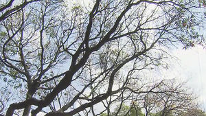 [제주] 이유 없이 말라 죽어가는 가로수길&hellip;밝혀진 이유