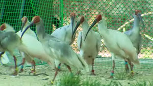 [부산] 창녕 따오기 복원센터 재개방&hellip;자연 방사도 시도