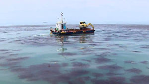 [광주] 조업&middot;양식 피해 늘까&hellip;괭생이모자반 확산 '비상'