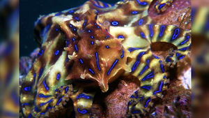 [오!클릭] '1mg 독이면 치사량'…거제서 발견된 파란고리문어