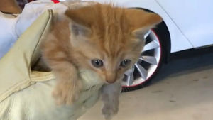 [영상] 차량 범퍼에 낀 작은 동물은 누구? 구조 작전