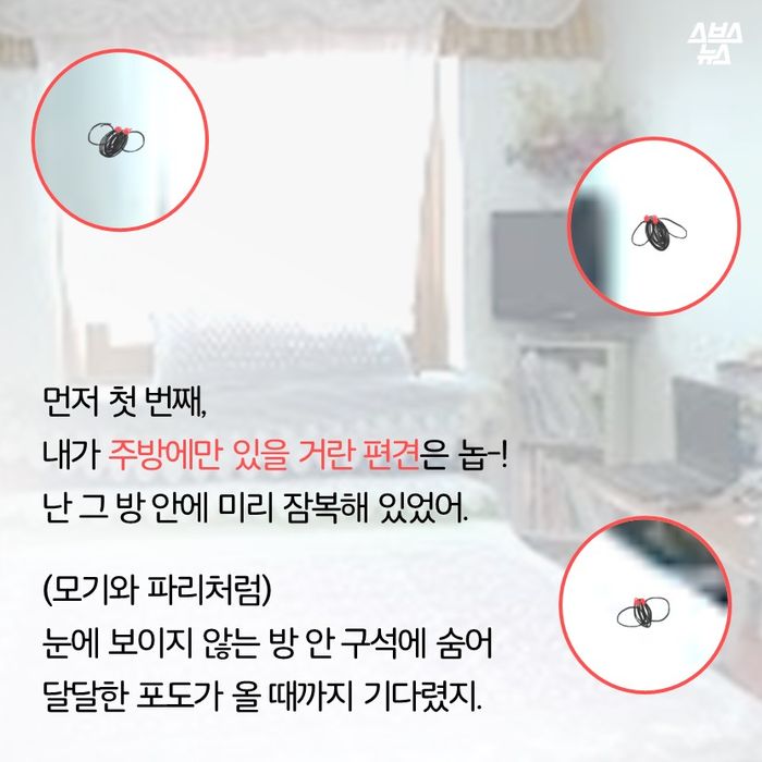 메인이미지  9 : 먼저 첫 번째, 
내가 주방에만 있을 거란 편견은 놉-!
난 그 방 안에 미리 잠복해 있었어.

(모기와 파리처럼)
눈에 보이지 않는 방 안 구석에 숨어 
달달한 포도가 올 때까지 기다렸지.